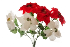 195 Novogodišnje cveće